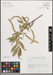 Foto von Salix L.